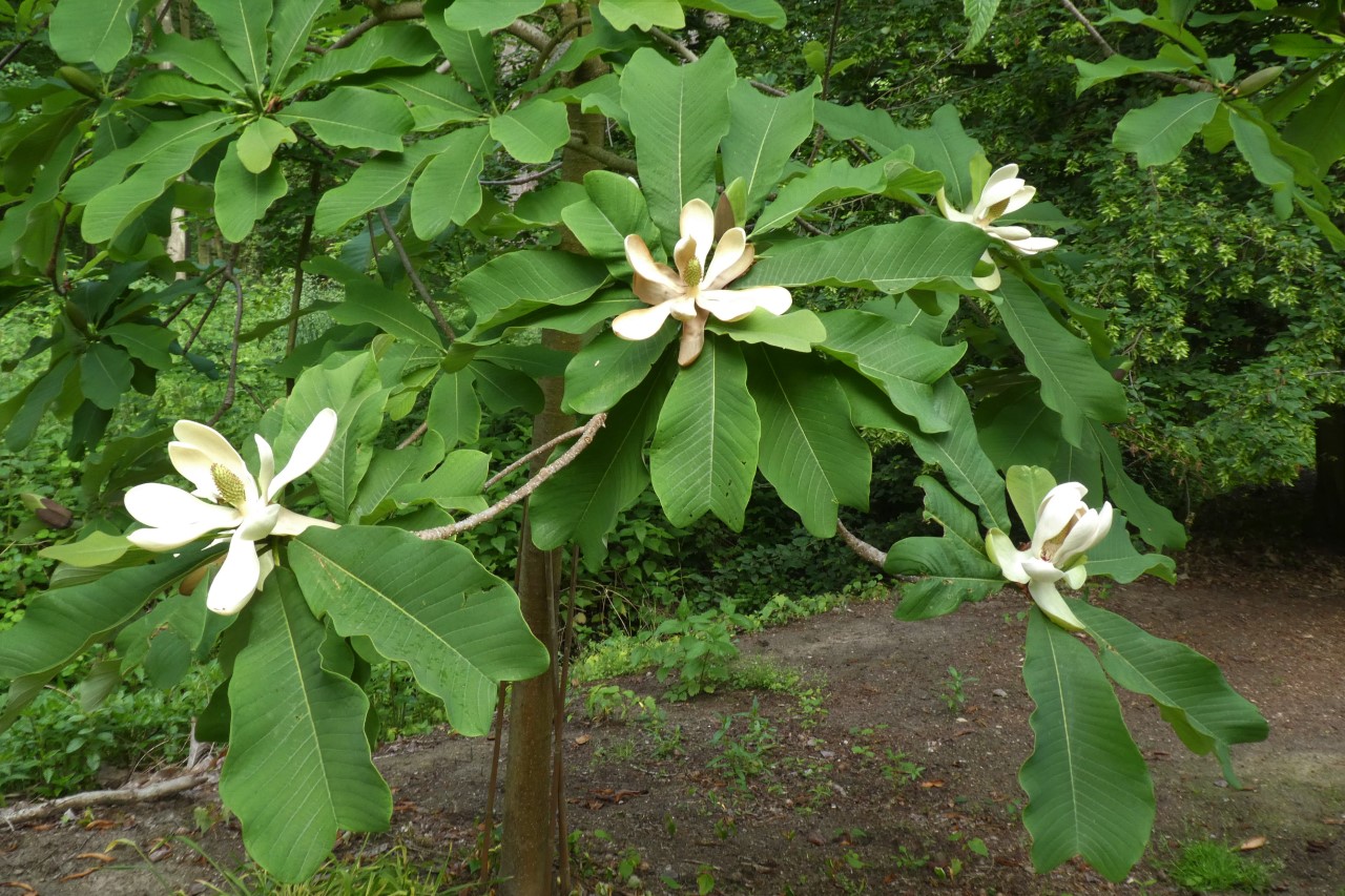 magnolia officinalis var biloba
